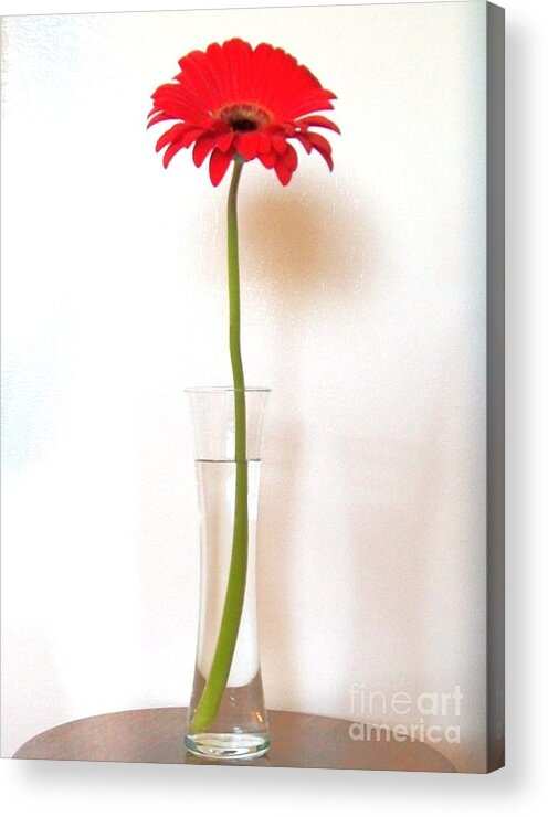 Gerber Acrylic Print featuring the photograph Tall Red by Marsha Heiken
