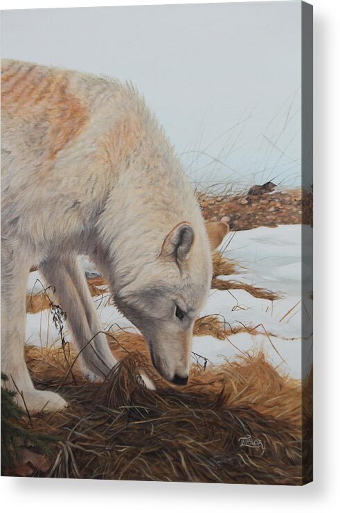 Wolf Acrylic Print featuring the painting The Tracker by Tammy Taylor