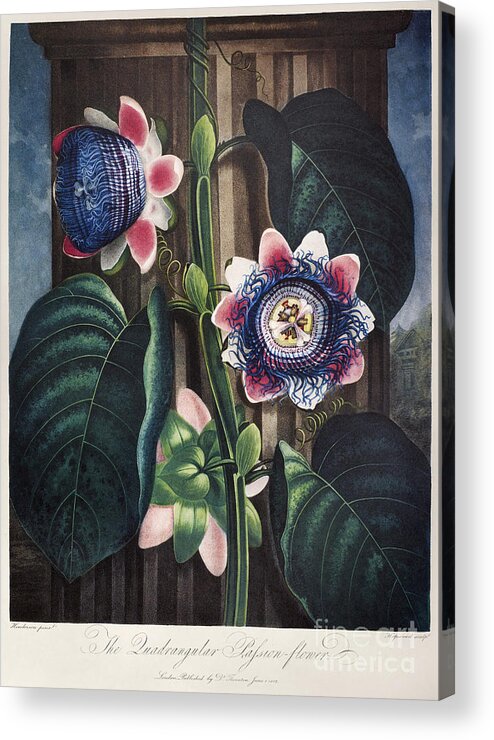 1802 Acrylic Print featuring the photograph Thornton: Passion-flower by Granger