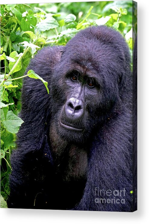 Mountain Gorilla Acrylic Print featuring the photograph Tibirikwata by Michael Cinnamond
