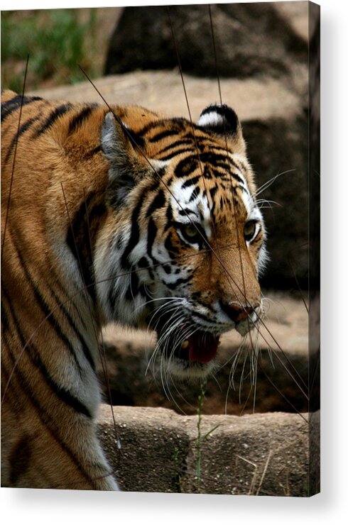 Tiger Acrylic Print featuring the photograph Serching by Cathy Harper