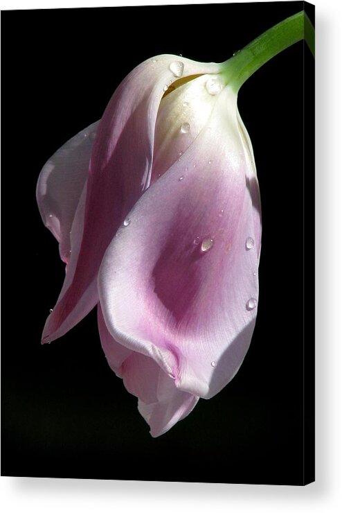 Pink Tulips Acrylic Print featuring the photograph To Languish by Angela Davies