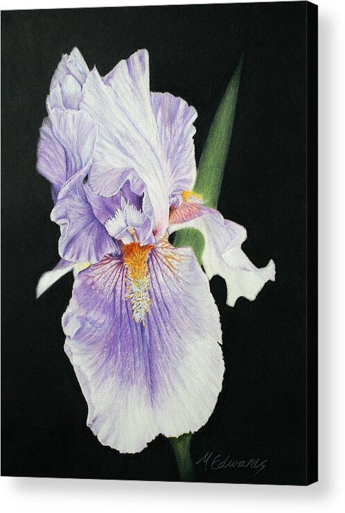 Iris Acrylic Print featuring the drawing Tonto Basin Iris by Marna Edwards Flavell