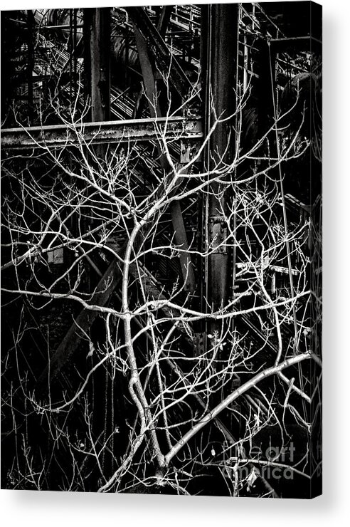 Resilient Acrylic Print featuring the photograph Tree of Non Life by Olivier Le Queinec