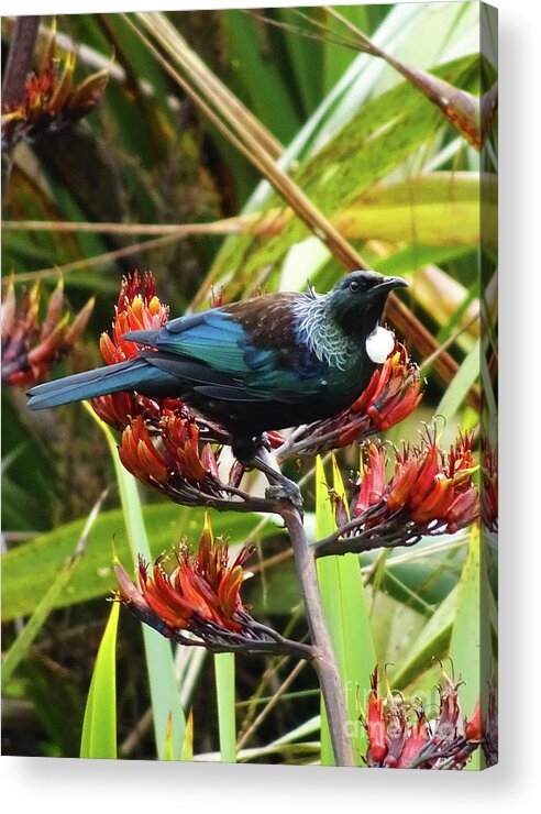 Tui Acrylic Print featuring the photograph Tui in Flax by Angela DeFrias