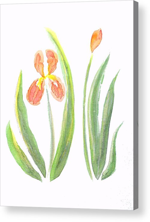 Art Acrylic Print featuring the painting Two Iris II watercolor by Delynn Addams