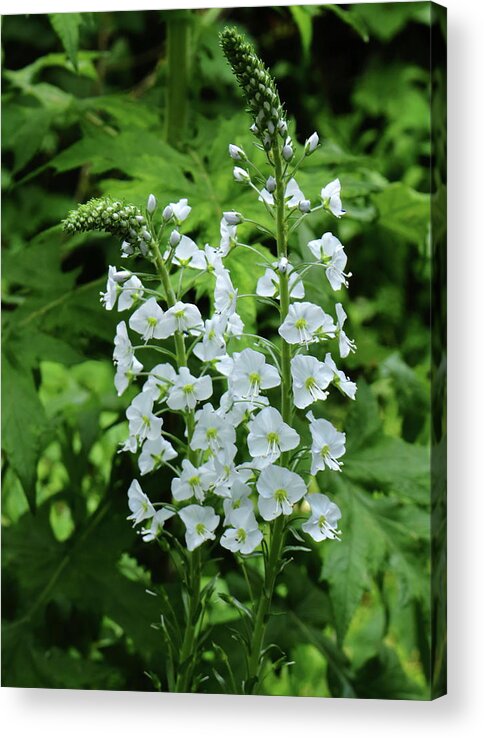 Flowers Flower Spikes White Veronica Speedwell Plant Petals Garden Horticulture Saint Veronica Birds Eye Gypsyweed Flowering Leaf Acrylic Print featuring the photograph Veronica by Jeff Townsend