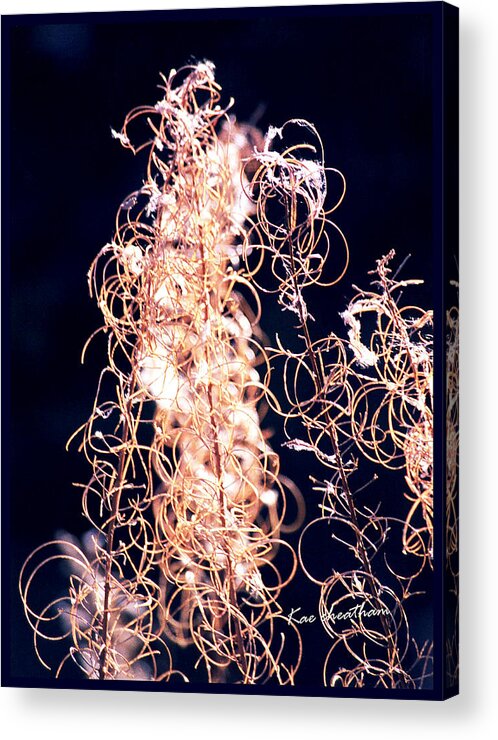 Vines Acrylic Print featuring the photograph Vine Circles and Light by Kae Cheatham