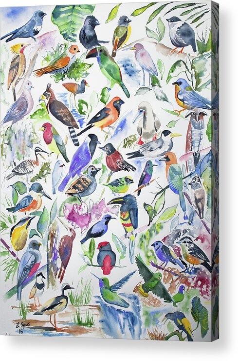 Bird Acrylic Print featuring the painting Watercolor - Birds of Ecuador by Cascade Colors