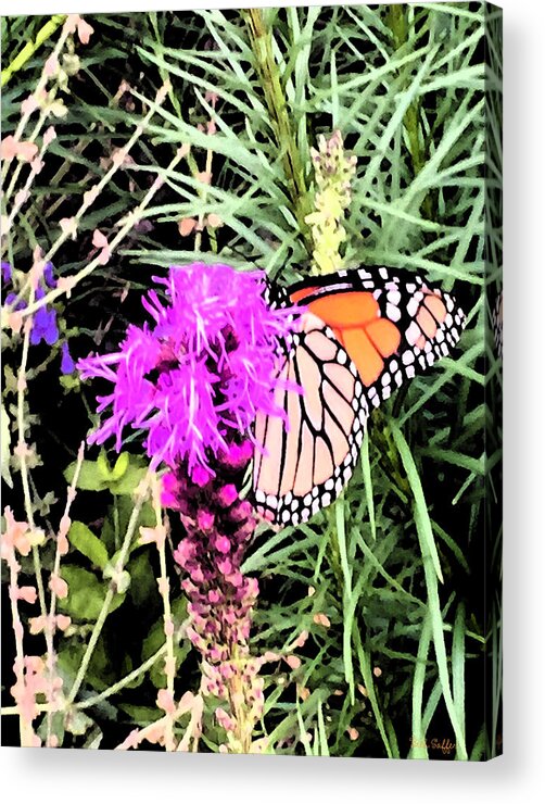 Butterfly Acrylic Print featuring the photograph When Nature Calls by Beth Saffer