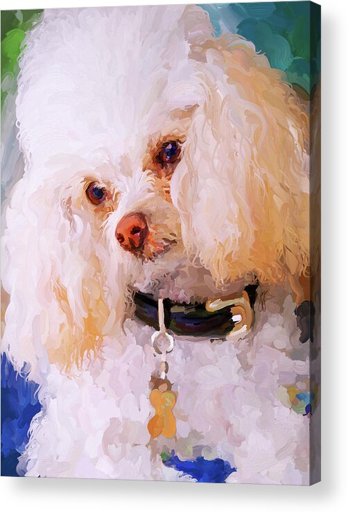 White Acrylic Print featuring the painting White Poodle by Jai Johnson