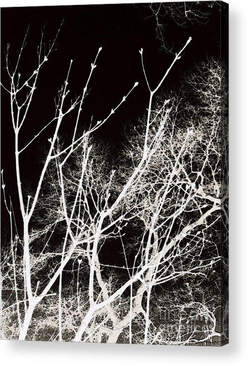 White Branches Acrylic Print featuring the digital art Winter Sky Deepest Red by Roxy Riou