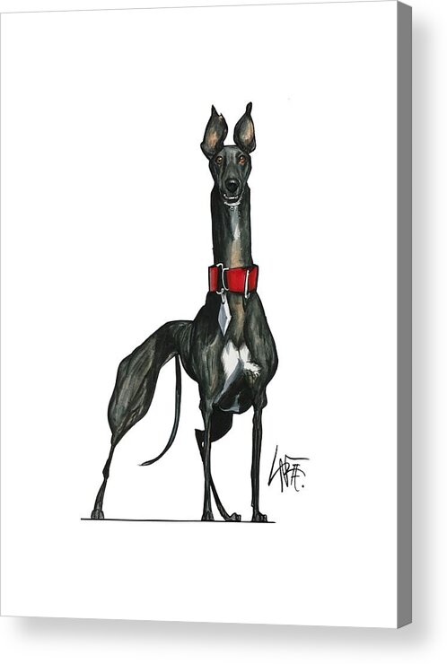 Greyhound Acrylic Print featuring the drawing Woerner 3596 by John LaFree