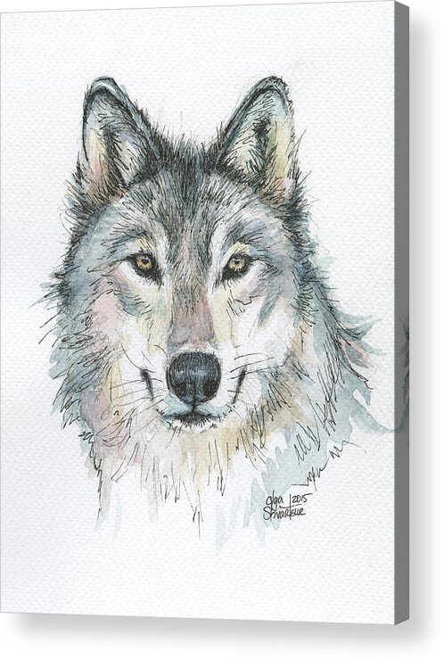 Watercolor Acrylic Print featuring the painting Wolf by Olga Shvartsur