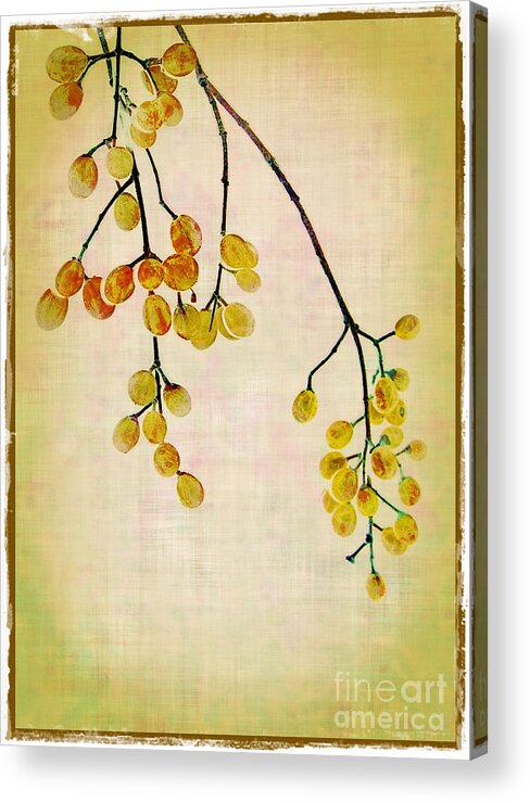 Yellow Acrylic Print featuring the photograph Yellow Berries by Judi Bagwell