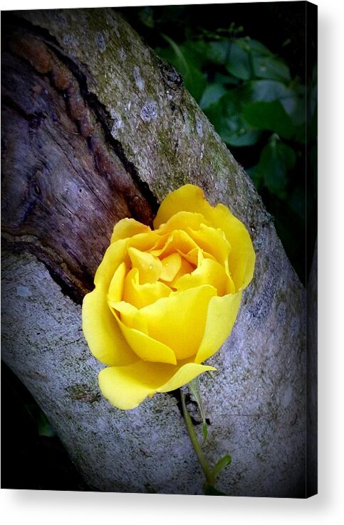 Rose Acrylic Print featuring the photograph Yellow Rose by Dianne Pettingell