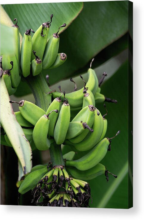 Banana Acrylic Print featuring the photograph Yes we have no bananas by John Black