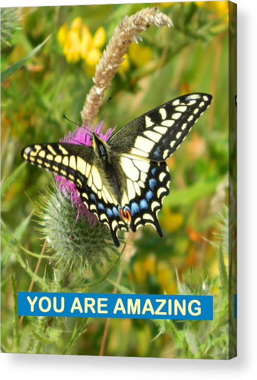 Butterflies Acrylic Print featuring the photograph You Are Amazing by Gallery Of Hope 