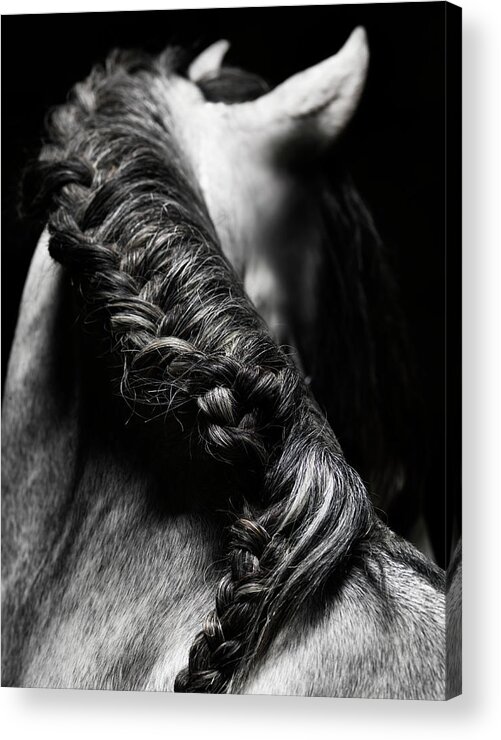 Horse Acrylic Print featuring the photograph Braided Mane Of Grey Horse #1 by Henrik Sorensen