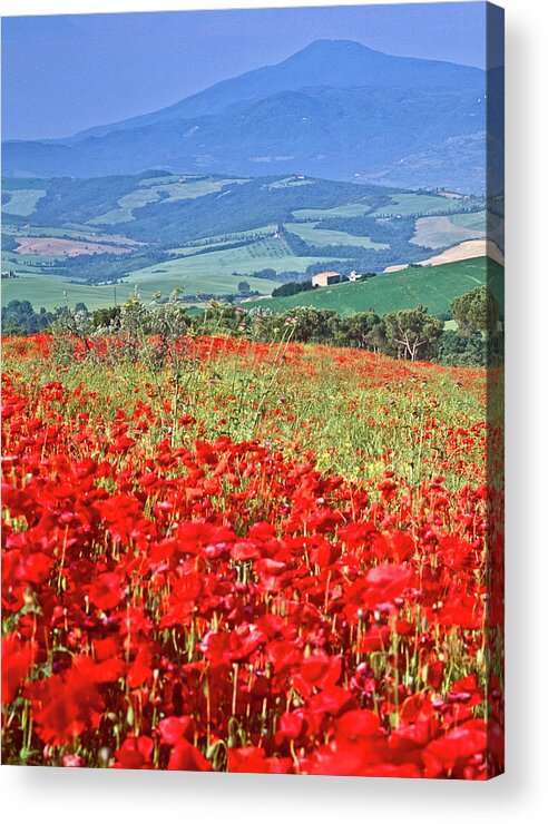 Scenics Acrylic Print featuring the photograph Poppies And Cyprus, Val Dorcia #1 by Kathy Collins