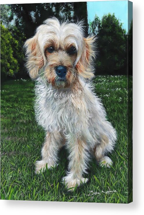 Shih Tzu Acrylic Print featuring the painting Portrait of Toffee by John Neeve