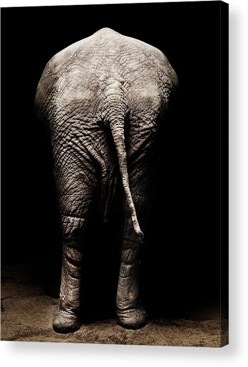 Animal Skin Acrylic Print featuring the photograph African Elephant - Rear View by Henrik Sorensen