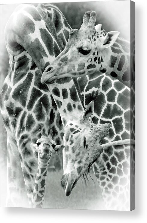 Giraffe Acrylic Print featuring the photograph And Baby Makes Three BW by Lori Tambakis