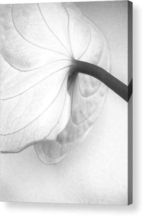 Petal Acrylic Print featuring the photograph Anthurium Flower by Sandrine Bron