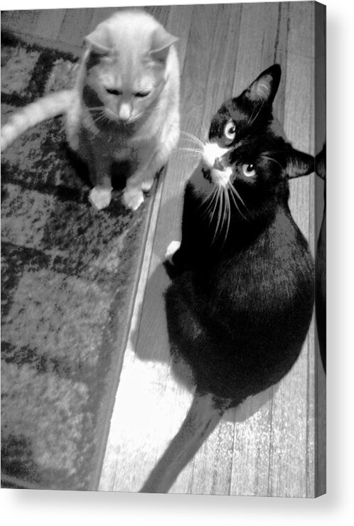 Tan Cat Acrylic Print featuring the photograph Are You Okay by Debra Grace Addison