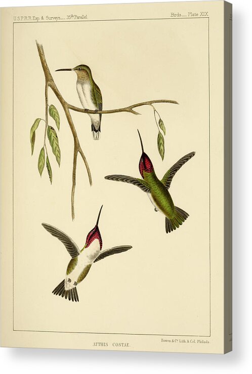 Birds Acrylic Print featuring the mixed media Atthis Costae by Bowen and Co lith and col Phila