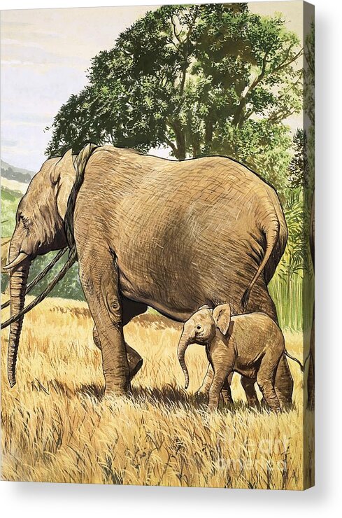 Elephants Acrylic Print featuring the painting Baby Elephant And Mother by English School