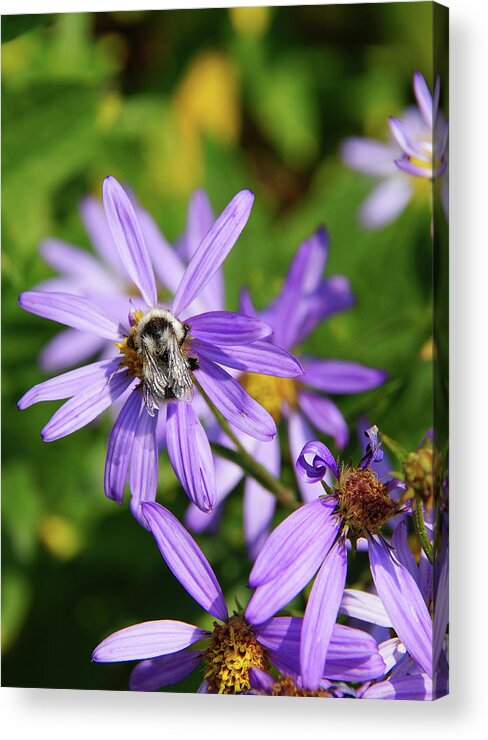 Aster Acrylic Print featuring the photograph Bee collecting pollen on Alpine Aster by Steve Estvanik
