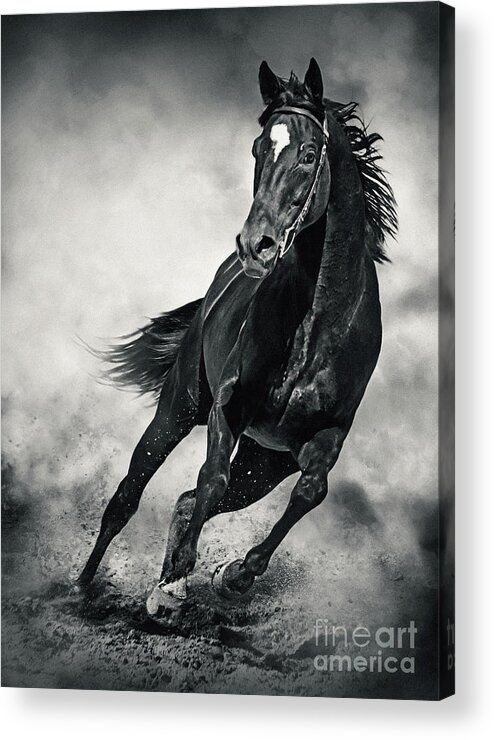 Horse Acrylic Print featuring the photograph Black Horse Running Wild Black and White by Dimitar Hristov