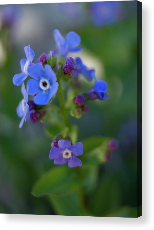 Macro Acrylic Print featuring the photograph Blue Flowers Macro by Fred DeSousa