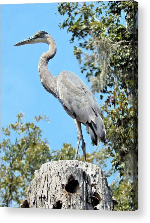 Bird Acrylic Print featuring the photograph Blue Heron King of the Tree by Karen Stansberry