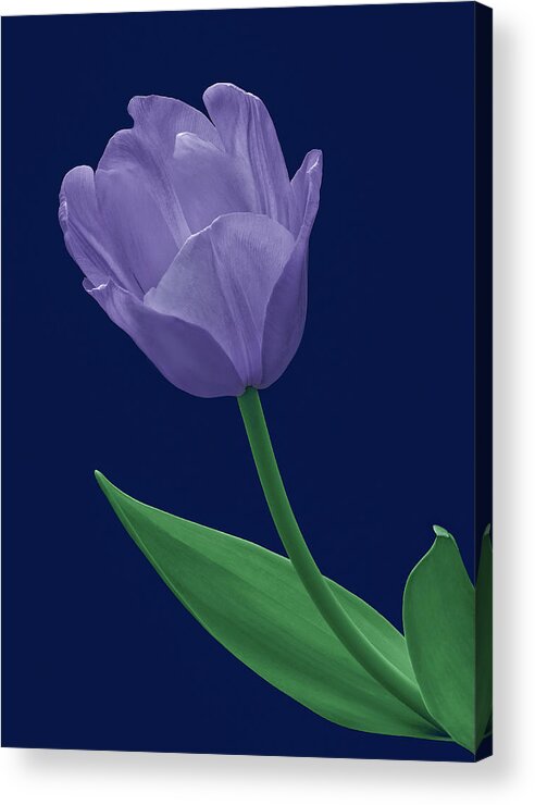 Purple Acrylic Print featuring the photograph Blue Tulip by Russell Illig