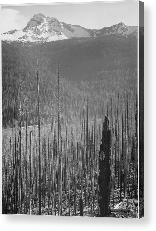 Scenics Acrylic Print featuring the photograph Burned Area Glacier National Park by Buyenlarge