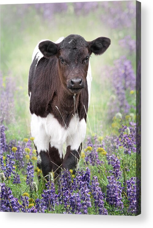Calf Acrylic Print featuring the photograph Calf in the Lupine Flowers by Jennie Marie Schell