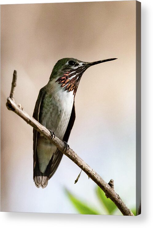 Bird Acrylic Print featuring the photograph Calliope by Jody Partin