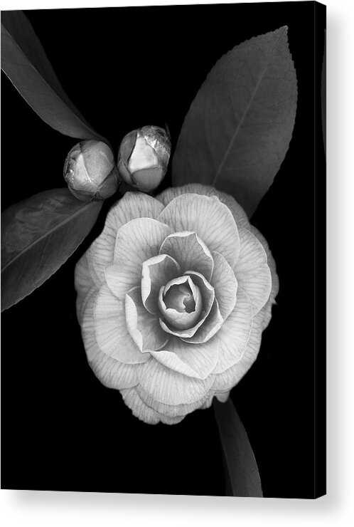 Camellia With Buds Acrylic Print featuring the painting Camellia With Buds B-w by Susan S. Barmon