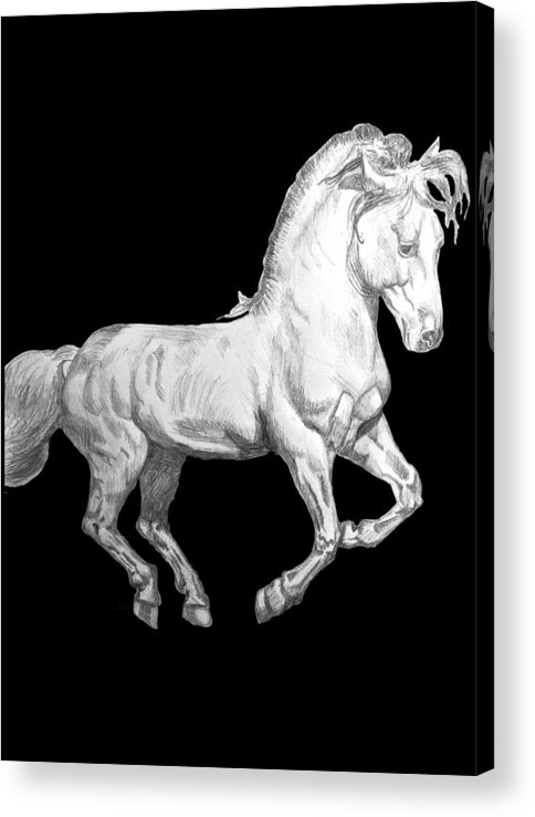 Cantering Horse Acrylic Print featuring the drawing Cantering Horse by Equus Artisan