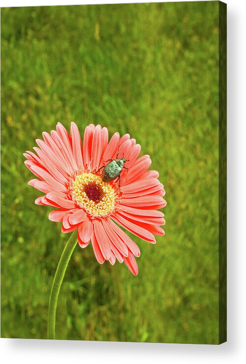 Tranquility Acrylic Print featuring the photograph Coral Gerbera Daisy With A June Bug by Chris Stein