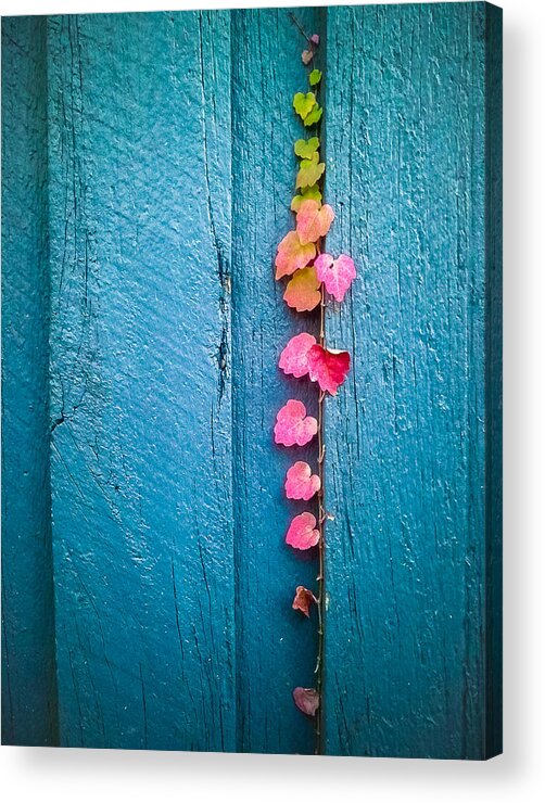 Fence Acrylic Print featuring the photograph Creeper by Johnpfisk