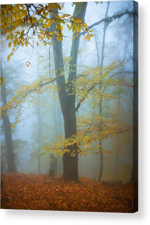 Fog Acrylic Print featuring the photograph Fall by Ali Fallahzadeh