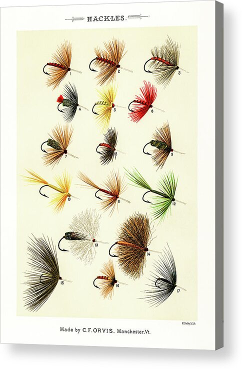 David Letts Acrylic Print featuring the drawing Fly Fishing Lures 1 by David Letts
