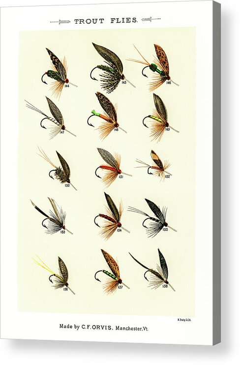 David Letts Acrylic Print featuring the drawing Fly Fishing Lures 17 by David Letts
