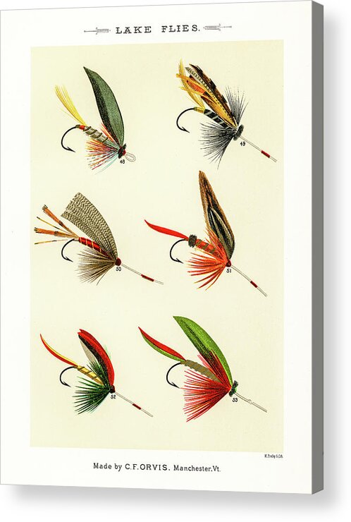 David Letts Acrylic Print featuring the drawing Fly Fishing Lures 7 by David Letts