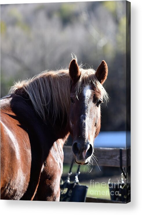 Rosemary Farm Acrylic Print featuring the photograph Harper by Carien Schippers