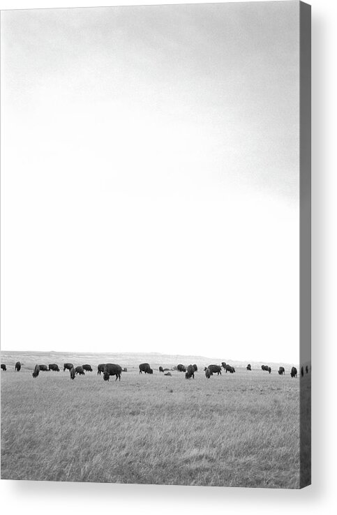 Grass Acrylic Print featuring the photograph Herd Of Bison by Johannes Kroemer