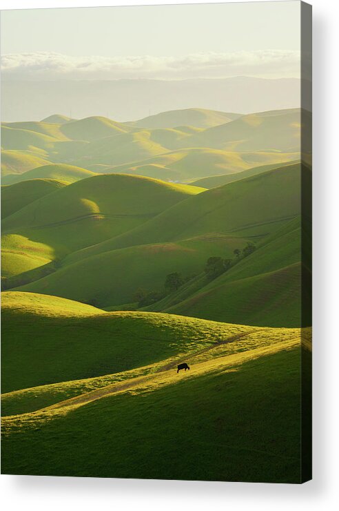 Grass Acrylic Print featuring the photograph Hills Of East Bay by By Sathish Jothikumar